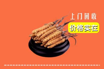 温岭市回收冬虫夏草